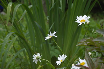 daisies in the grass