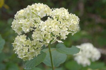 white beautiful flower