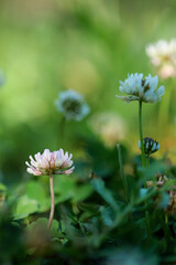 Trifolium pratense, pink clover flower and leaves on green background. High-quality photo