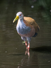 Wasservogel
