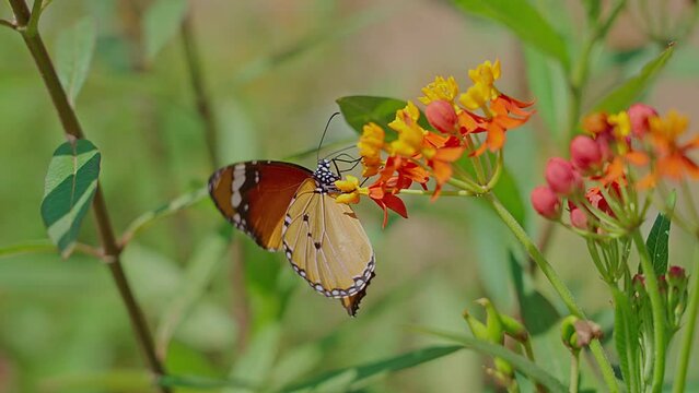 African monarch butterfly (Danaus chrysippus) also known as the plain tiger, African queen, Sucking nectar from the flowers