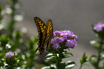 Beautiful yellow swallowtail butterfly sucking honey from Auricula (Sweet William, Dianthus barbatus) purple flower head.