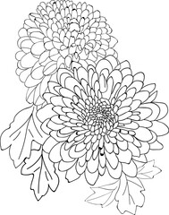 white chrysanthemum flower