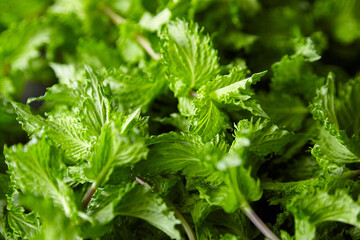 Fresh organic mint herb leaves