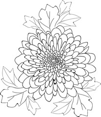 black &white dahlia flower color page for chidren