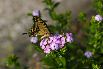 Beautiful yellow swallowtail butterfly sucking honey from Auricula (Sweet William, Dianthus barbatus) purple flower head.