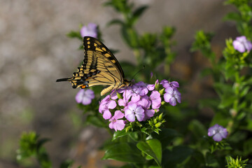 Beautiful yellow swallowtail butterfly sucking honey from Auricula (Sweet William, Dianthus barbatus) purple flower head.