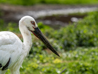 Schwarzschnabelstorch