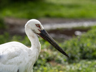 Schwarzschnabelstorch