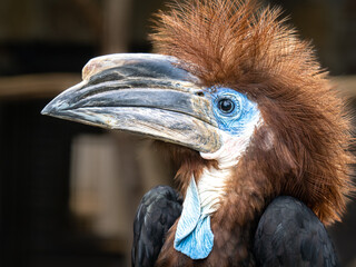 Nashornvogel © Peter