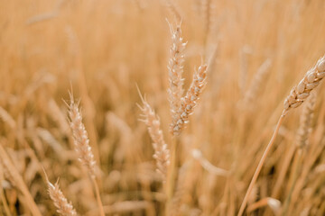 Close-up of ears of rye. Sowing wheat. Agrocomplex and sunflower oil. Rye and the creation of flour and bread. Baking bakery products. Gluten products. Field of ripening rye in a summer day. sunrise. 