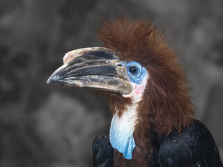 Nashornvogel © Peter