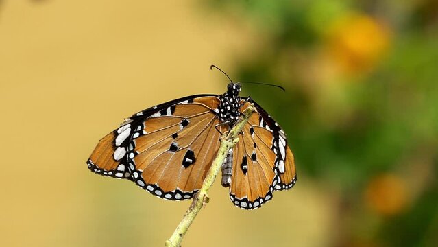 African monarch butterfly (Danaus chrysippus) also known as the plain tiger, African queen