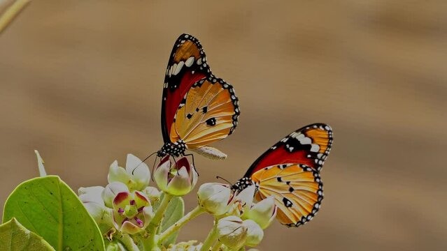 African monarch butterfly (Danaus chrysippus) also known as the plain tiger, African queen, Sucking nectar from the flowers of Apple of Sodom (disambiguation)