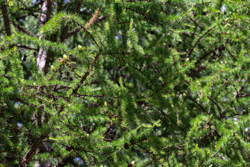 larch fruits. Young green cones on branches larch with needles in park in sun rays, selective focus.