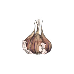 Hand drawn colorful peeled garlic sketch style, vector illustration
