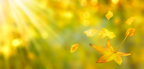 closeup of beautiful fall leaves on golden abstract autumn background in sunshine, blurred shiny...