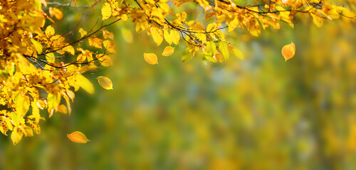frame from autumn colored branches with yellow fall leaves, beautiful nature  autumn background concept with copy space