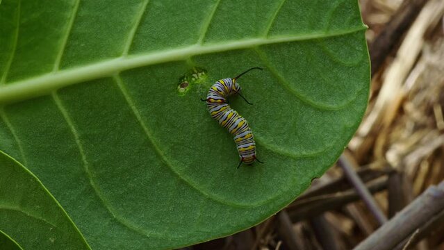 Butterfly caterpillar also known as the plain tiger, African queen, or African monarch butterfly Feeding on a leaf of Apple of Sodom (disambiguation)