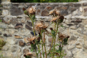 Spiny heads of thistles on the background of a stone wall
