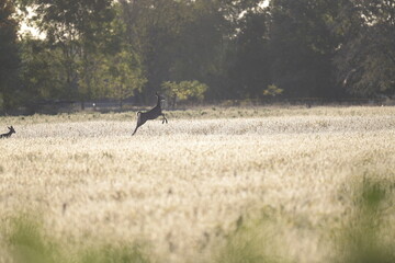 deer leaping in sunlight across a field near a forest