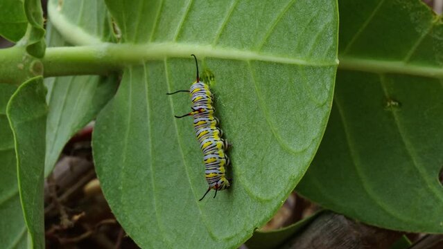 Butterfly caterpillar also known as the plain tiger, African queen, or African monarch butterfly Feeding on a leaf of Apple of Sodom (disambiguation)