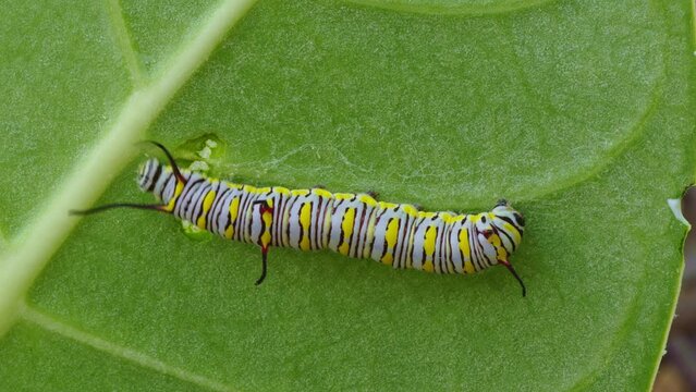 Butterfly caterpillar also known as the plain tiger, African queen, or African monarch butterfly Feeding on a leaf of Apple of Sodom (disambiguation)