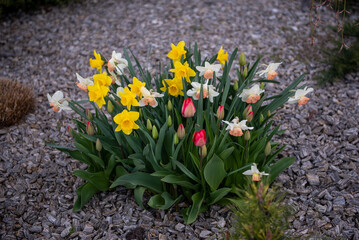 Daffodils. Spring flowers. Yellow and white daffodils blooming in a flowerbed