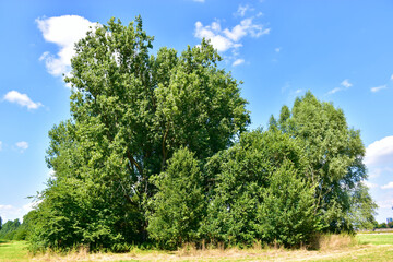 Fototapeta premium Tree II