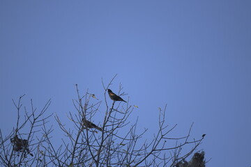 Birds in a tree