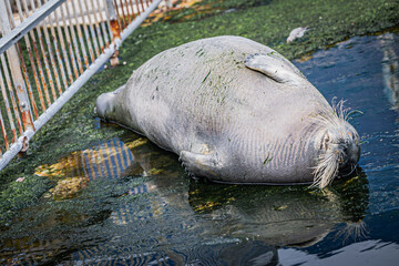 水族館の動物 © 模公 黒川