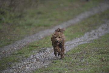 wet curly puppy running on muddy path with mouth open