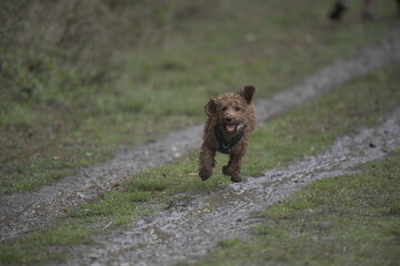 wet curly puppy running on muddy path with mouth open
