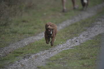 wet curly puppy running on muddy path with mouth open