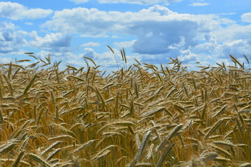 field of wheat