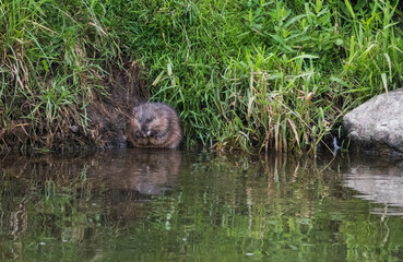 a coypu swimming in the river in luxembourg