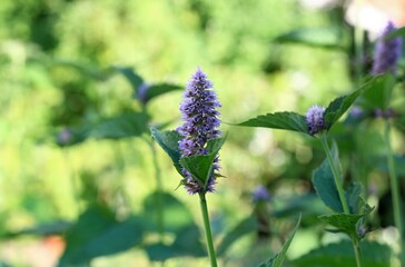 Agastache foeniculum,  also called  giant hyssop, Indian mint or blue licorice.  Aromatic violet-blue agastache herb native in America, has  antibacterial, antifungal and antiseptic effects.