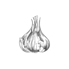 Hand drawn whole garlic in peel, sketch vector illustration isolated on white background.