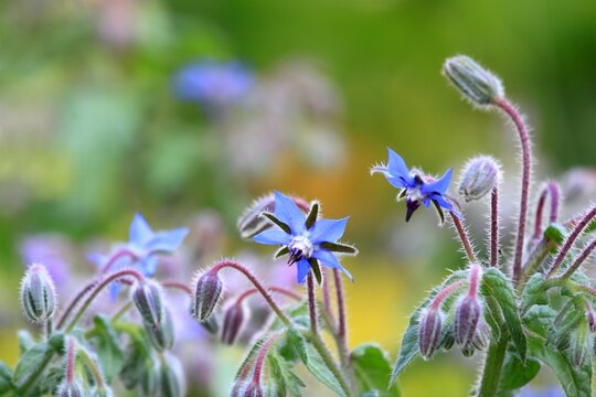 Borage, lat Borago officinalis, blue flowers in bloom. Borago officinalis is favorite medicinal herb with edible flowers, copy space.