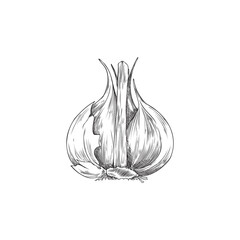 Garlic single bulb hand drawn vintage vector illustration isolated on white.