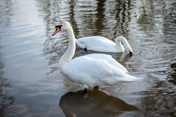 Mute swans on vacation. View of the pond with white swans