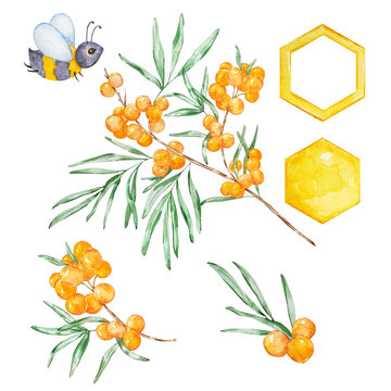 Watercolor honey set, sea buckthorn branch, bee and honeycombs
