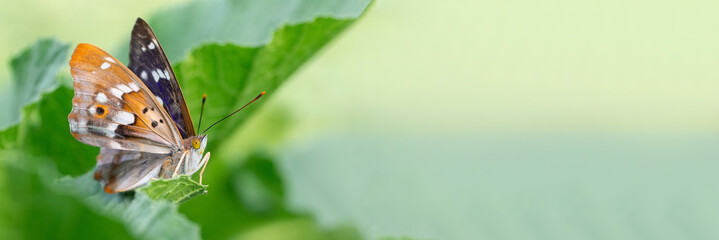 Butterfly on blossom flower in green nature.