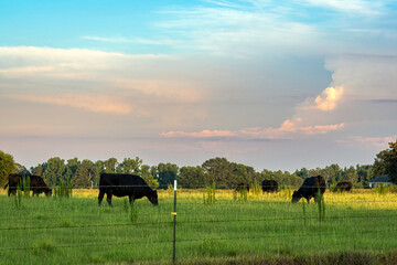 Black Angus cow herd in lush summer pasture at dusk © jackienix