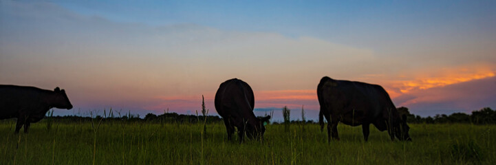 Cattle grazing against sunset - banner - obrazy, fototapety, plakaty