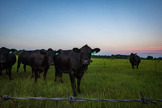 Black Angus cows in lush summer pasture at dusk