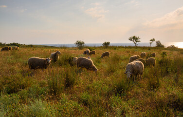 White sheep in the evening light. Sheep contemplate.