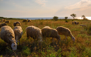 Fototapete bei efototapeten.de bestellen   