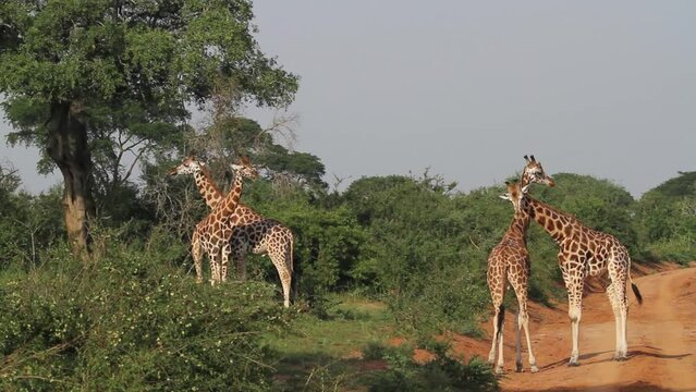 Rothschild's giraffe males fighting at Murchison Falls National Park in Uganda