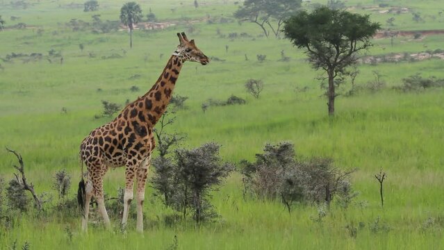 Rothschild's giraffe standing and ruminating at Murchison Falls National Park in Uganda